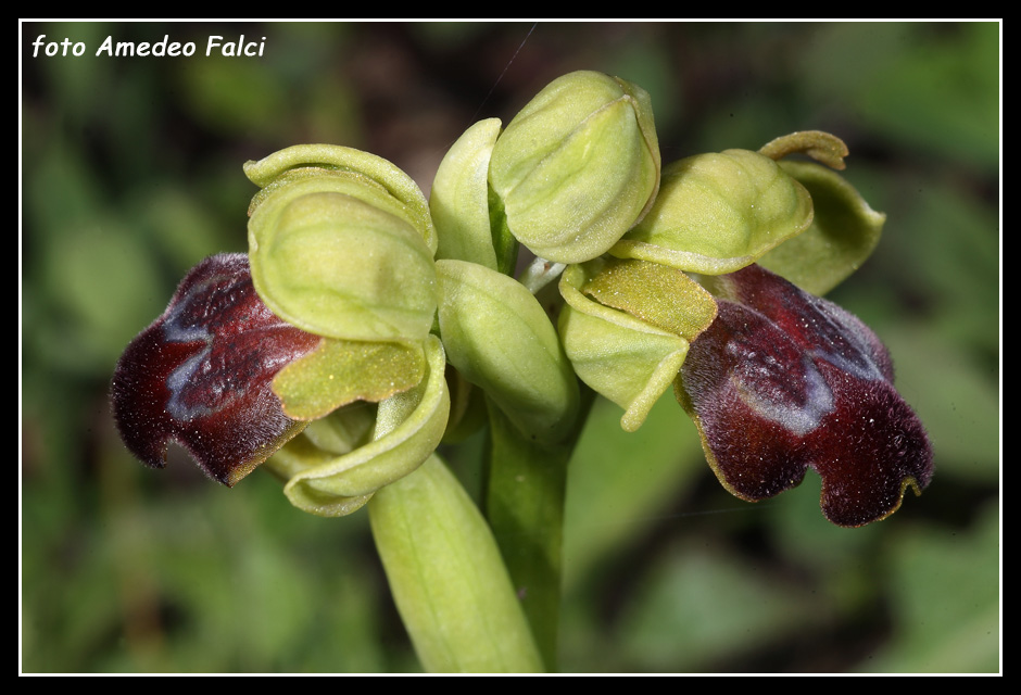 ORCHIDEE DI SICILIA: Ophrys obaesa Lojacono